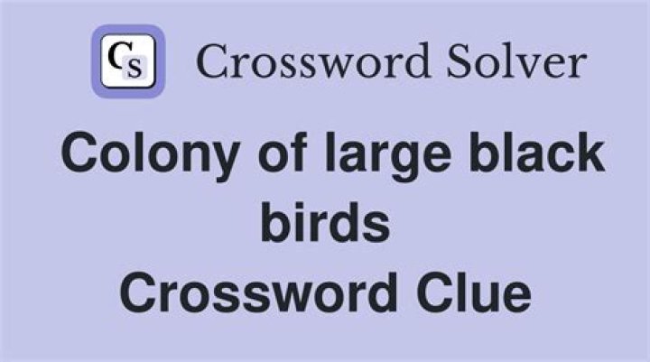 Black birds Crossword Clue