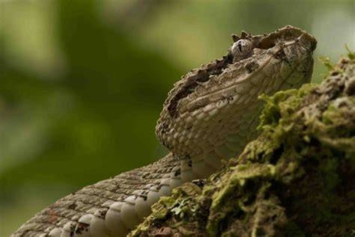 South American arboreal snake Crossword Clue